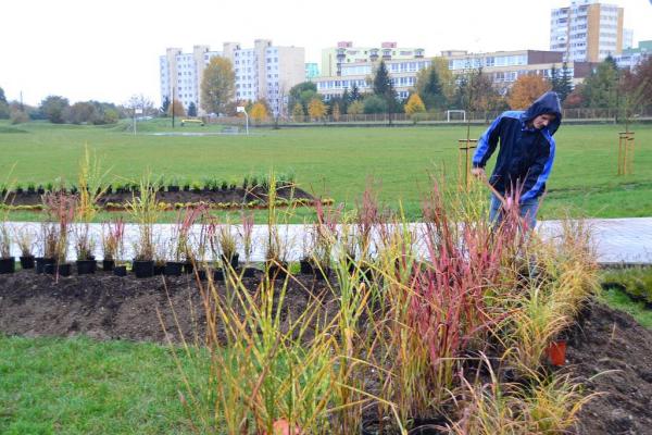 Výsadba zelene v rámci projektu: Zlepšenie kvality Výsadba zelene v rámci projektu: Zlepšenie kvality