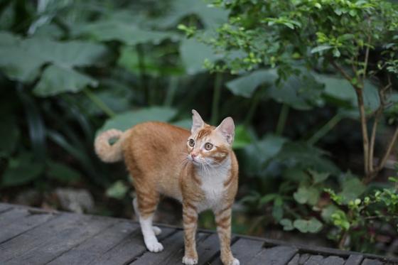 cat-2639451_640.jpg cat-2639451_640.jpg